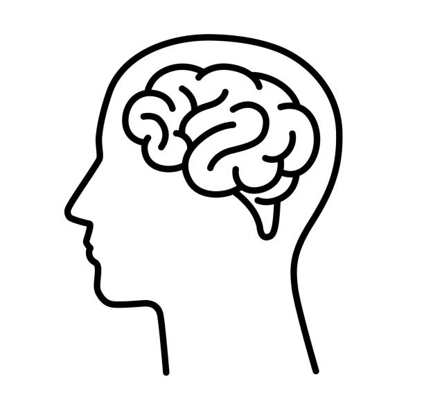 Brain: Dates contain significant amounts of vitamin B6 improves brain performance and promotes concentration. Health Benefit 