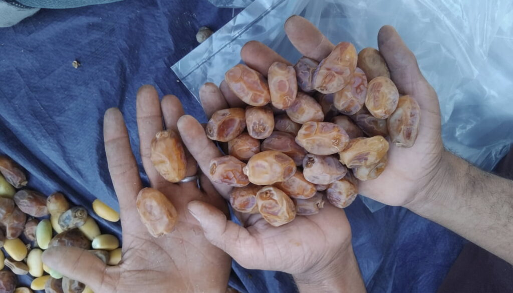 Khalas dates bulk exporter from Saudi Arabia – Container based shipments