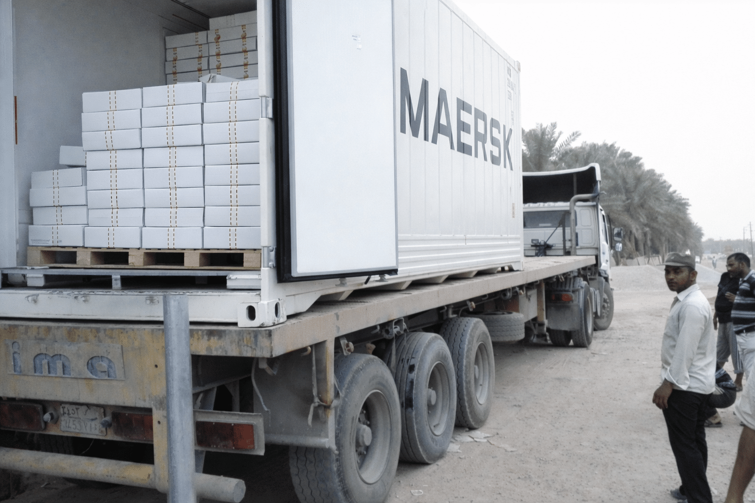 Sukkari Soft Dates (Rutab) wholesale supplier from Saudi Arabia – bulk container shipments